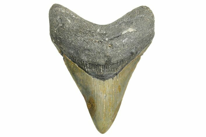 Fossil Megalodon Tooth - North Carolina #365992